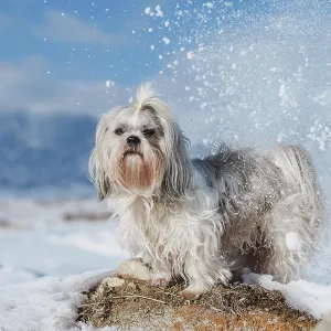 Shih tzu dog standing on mountains and snow background at winter