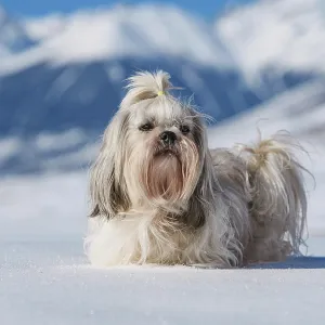 Shih tzu dog standing in snow on mountains background at winter