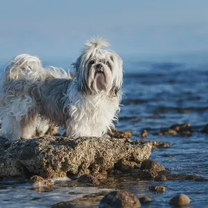 Shih tzu dog standing on stone at the edge of lake Shih tzu dog standing on stone at the edge of lake