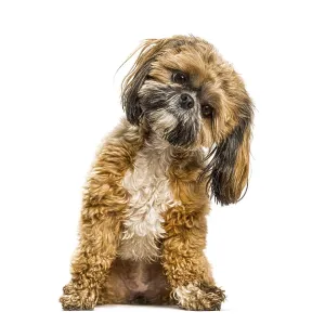 Shih tzu puppy sitting with head tilted Shih tzu puppy sitting with head tilted