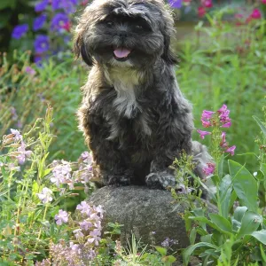 Shih-Tzu, sitting on a stone between flowers