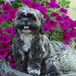 Shih-Tzu, sitting on a stone in front of petunias