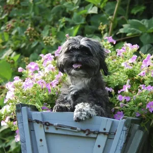 Shih-Tzu, standing in an old cart