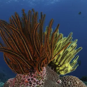 Shining starfish, Bushy feather star