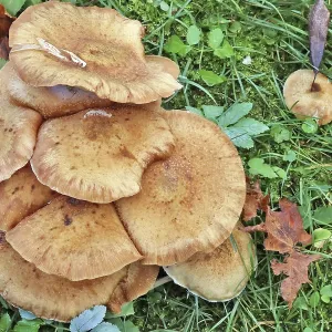 Shitake real forest tree mushrooms grow on forest grassy green glade
