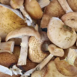 Shitake real forest tree mushrooms macro background
