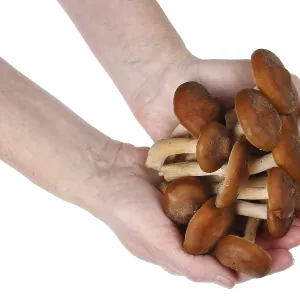Shitake real fresh forest tree mushrooms in rural woman hands