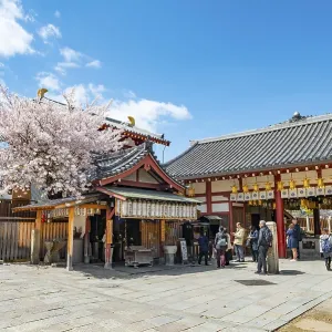 Shitennoji temple and cherry blossom