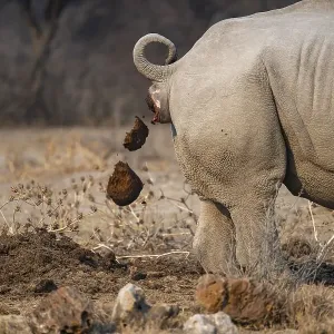 Rhino Dung Print Rhino Dung Print
