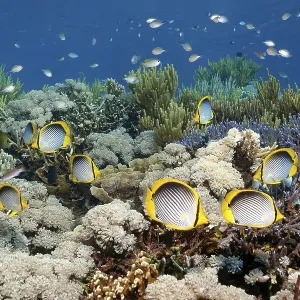 Shoal of blackback butterflyfish (Chaetodon melannotus) swimming over coral reef Shoal of blackback butterflyfish (Chaetodon melannotus) swimming over coral reef