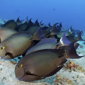 Shoal of Bloch's surgeonfish (Acanthurus blochii) grazing sandy bottom for food