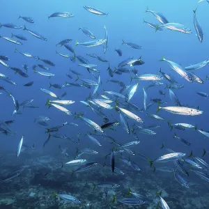 Decapterus Mackerel Print: Great Barrier Reef, Australia