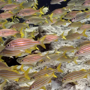 Shoal, group of french grunt (Haemulon flavolineatum)