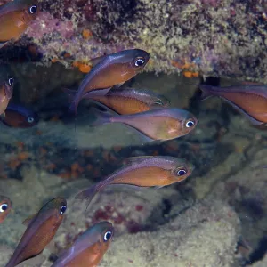 Shoal, group of hatchetfish (Pempheris schomburgkii) Shoal, group of hatchetfish (Pempheris schomburgkii)