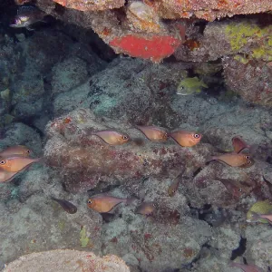 Shoal, group of hatchetfish (Pempheris schomburgkii)