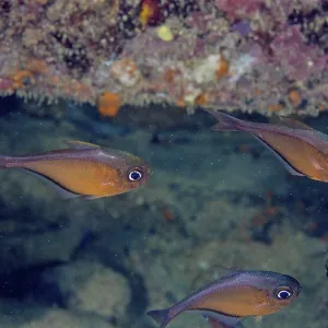 Shoal, group of hatchetfish (Pempheris schomburgkii)