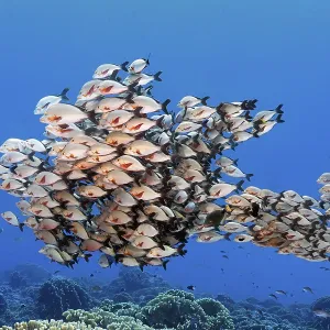 Shoal of humpback snapper (Lutjanus gibbus) shape like big fish