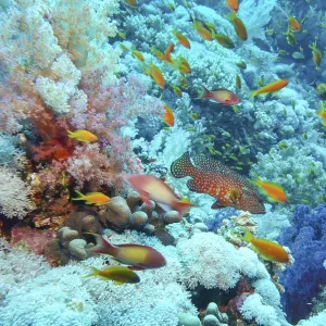 Jewelled Bannerfish Shoal Print, Red Sea Coral Reef Jewelled Bannerfish Shoal Print, Red Sea Coral Reef