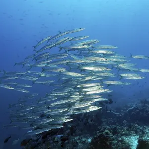 Shoal of sawtooth barracudas (Sphyraena putnamae) swimming across coral reef
