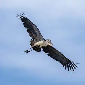Shoebill (Balaeniceps rex) in flight Shoebill (Balaeniceps rex) in flight