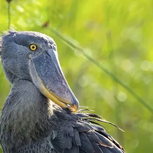Shoebill (Balaeniceps rex), juvenile Shoebill (Balaeniceps rex), juvenile