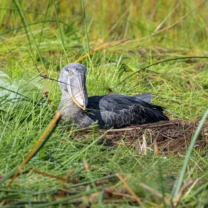 Shoebill (Balaeniceps rex), young bird sitting in nest