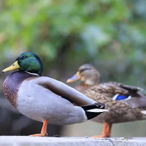 On the shore, the drake is in the foreground On the shore, the drake is in the foreground