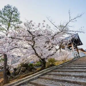 Shoro Bell Tower and Blooming Cherry Trees Shoro Bell Tower and Blooming Cherry Trees