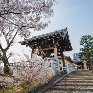 Shoro Bell Tower and Blooming Cherry Trees Shoro Bell Tower and Blooming Cherry Trees