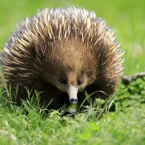 Short-beaked echidna (Tachyglossus aculeatus)