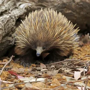 Short-beaked echidna (Tachyglossus aculeatus)