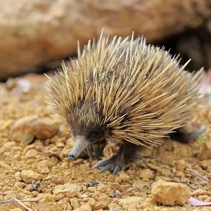 Short-beaked echidna (Tachyglossus aculeatus)