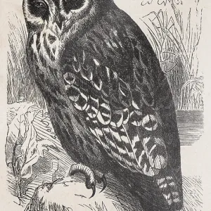 Short-eared owl (Asio flammeus) Short-eared owl (Asio flammeus)