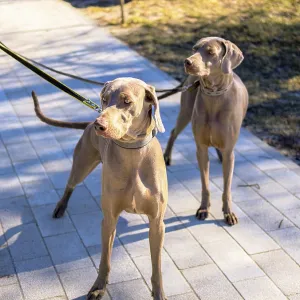 Two short-haired sport dogs - Hungarian Vizsla Two short-haired sport dogs - Hungarian Vizsla