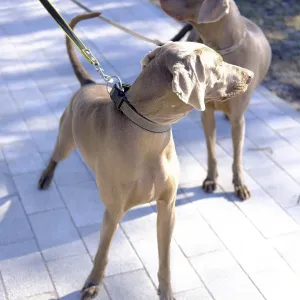 Two short-haired sporting dogs - Hungarian Vizsla Two short-haired sporting dogs - Hungarian Vizsla