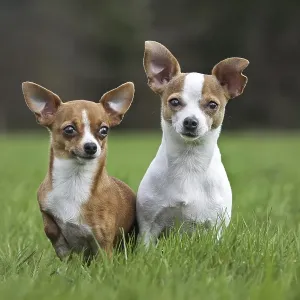 Two short-haired tan Chihuahuas in garden Two short-haired tan Chihuahuas in garden