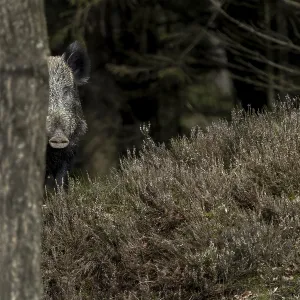Shortly after the wild boar (Sus scrofa) has sought shelter with the youngsters in a thicket of spruce trees Shortly after the wild boar (Sus scrofa) has sought shelter with the youngsters in a thicket of spruce trees