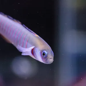 Shotsilk Goby in Coral Reef Aquarium Print