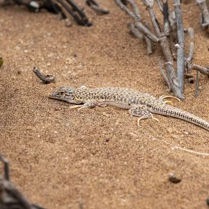 Shovel-nosed lizard (Meroles anchietae) in the sand
