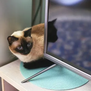 Siamese Cat in Cozy Home Setting Print