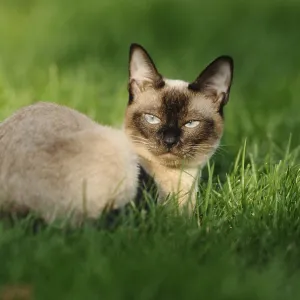 Siamese cat lying relaxed on a sunny green meadow Siamese cat lying relaxed on a sunny green meadow
