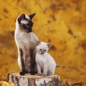 Siamese cat (old type), seal-point