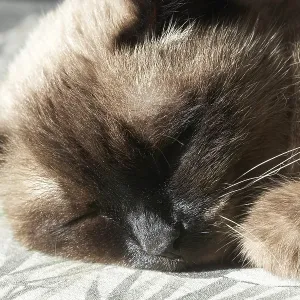 Siamese Cat Print: Close-up of Sleeping Feline