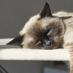 Siamese Cat Print: Serene Indoor Scene