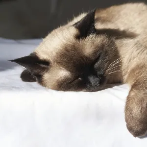 Siamese Cat Print: Serene Moment in Sunlight