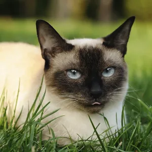 Siamese cat (Siam Seal Point cat) lying relaxed in the green grass