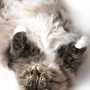 Siberian Forest Cat, cat