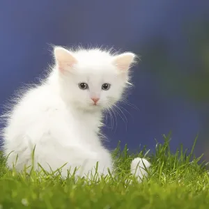 Siberian Forest Cat, kitten, 7 weeks, white Siberian Forest Cat, kitten, 7 weeks, white