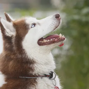 Siberian Husky (Canis lupus familaris)