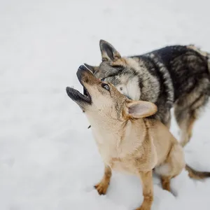 Siberian husky plays with another dog in the snow at a shelter for homeless animals Siberian husky plays with another dog in the snow at a shelter for homeless animals